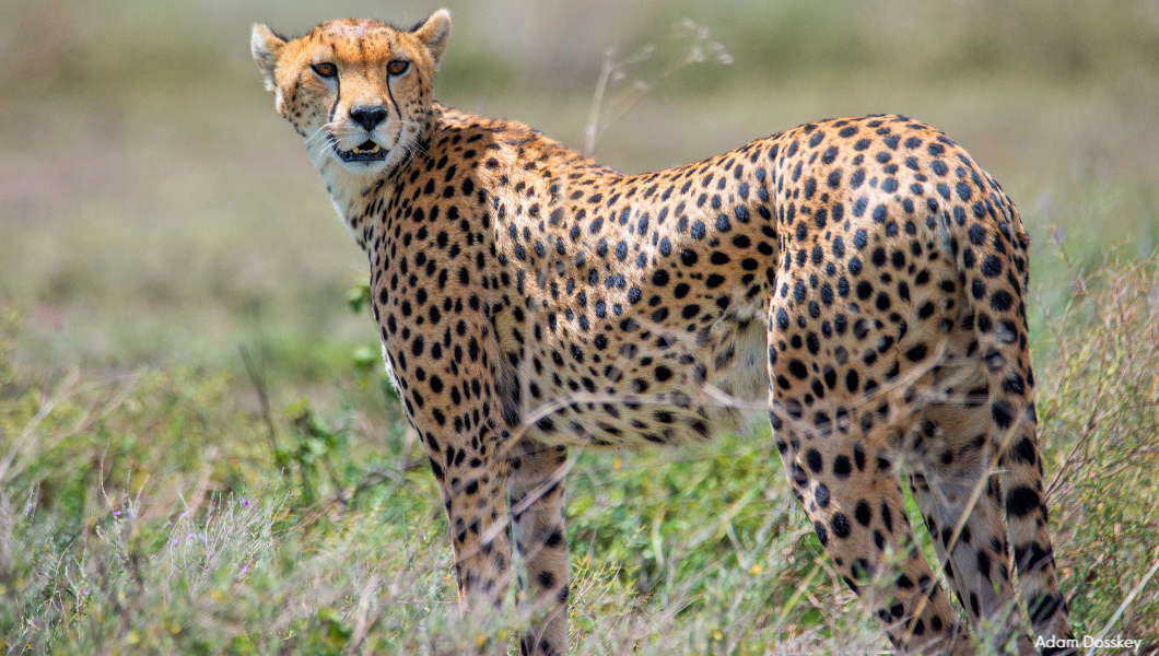 Cheetah-Serengeti